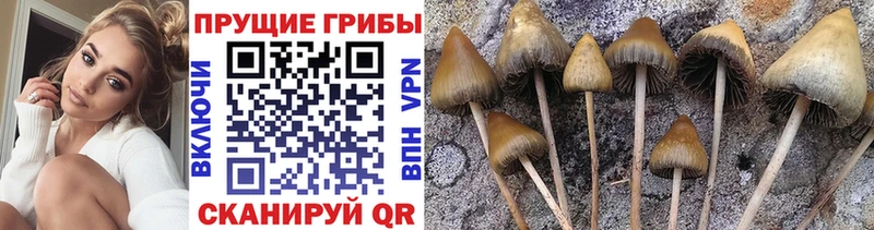 Галлюциногенные грибы Psilocybine cubensis  как найти закладки  Куйбышев 